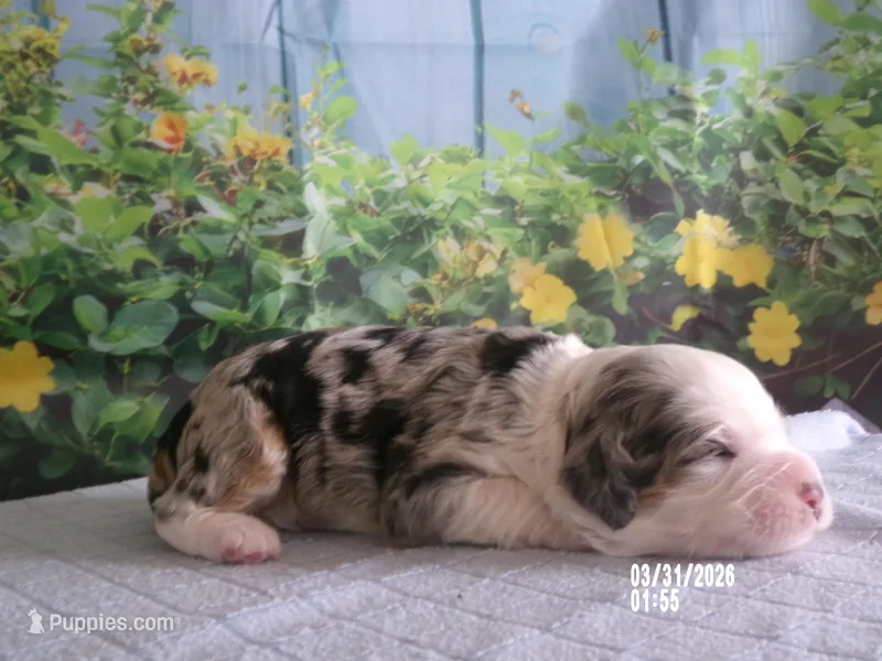 lacy  – Miniature Bernedoodle puppy for sale in Edon, OH