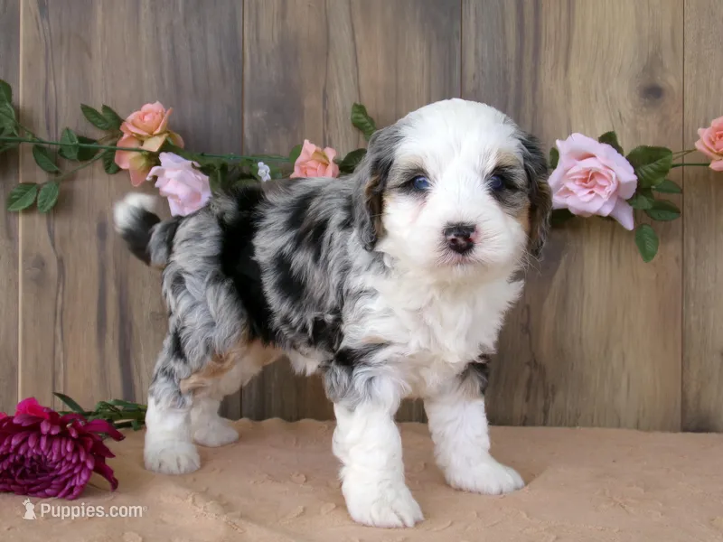 lacy  – Miniature Bernedoodle puppy for sale in Edon, OH