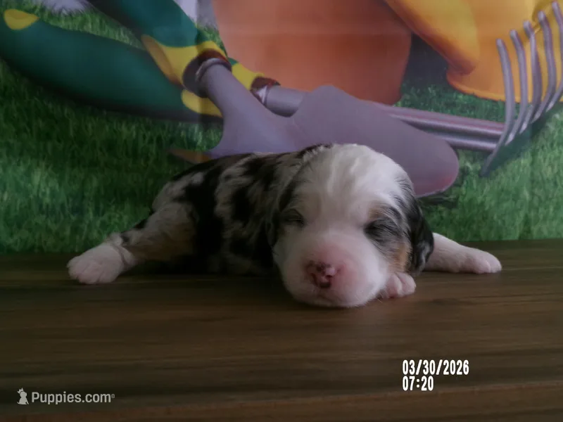 lacy  – Miniature Bernedoodle puppy for sale in Edon, OH