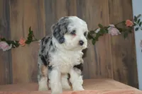 lacy , a female Miniature Bernedoodle for sale in Edon, OH – 3 of 5