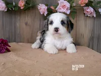 lacy , a female Miniature Bernedoodle for sale in Edon, OH – 4 of 5