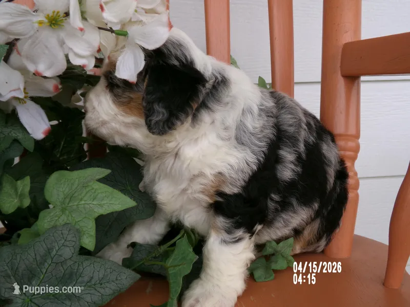 lacy  – Miniature Bernedoodle puppy for sale in Edon, OH