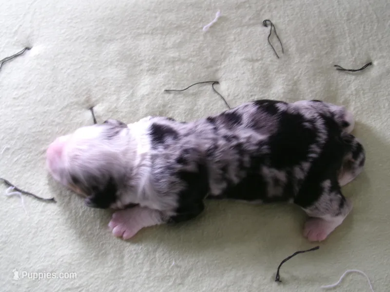 lacy  – Miniature Bernedoodle puppy for sale in Edon, OH