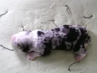 lacy , a female Miniature Bernedoodle for sale in Edon, OH – Photo 1 of 2