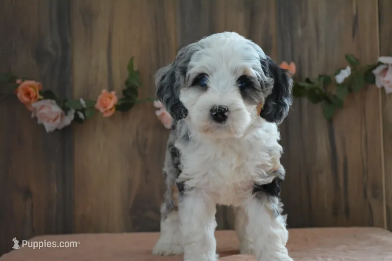 lacy  – Miniature Bernedoodle puppy for sale in Edon, OH
