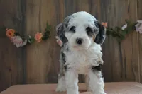 lacy , a female Miniature Bernedoodle for sale in Edon, OH – 1 of 5