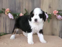 sara, a female Miniature Bernedoodle for sale in Edon, OH – 3 of 4