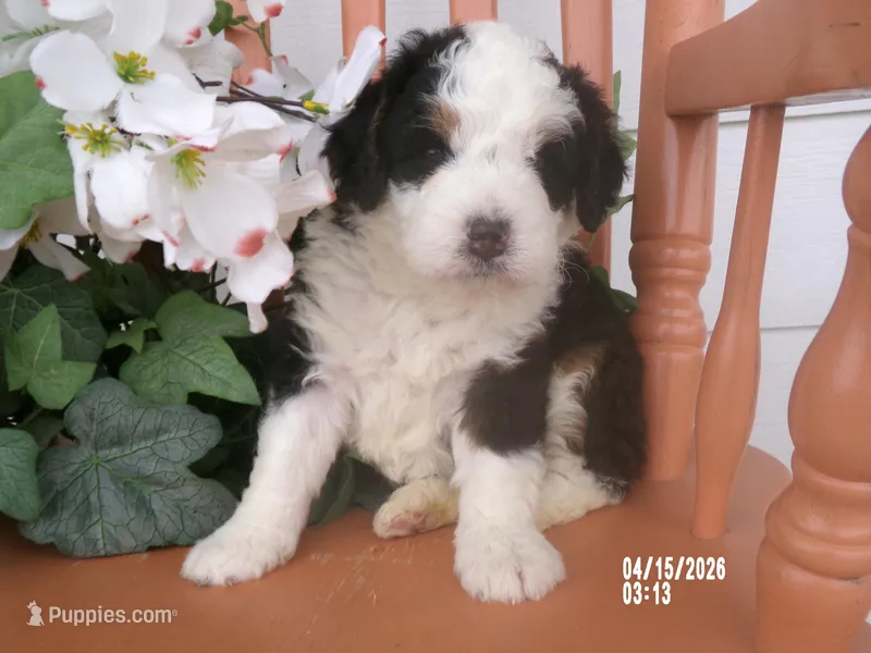 sara – Miniature Bernedoodle puppy for sale in Edon, OH