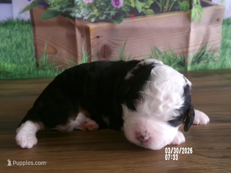 sara – Miniature Bernedoodle puppy for sale in Edon, OH