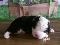 sara, a female Miniature Bernedoodle for sale in Edon, OH – Photo 1 of 4