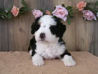 sara, a female Miniature Bernedoodle for sale in Edon, OH – 2 of 4