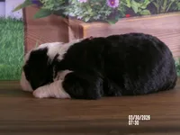 sara, a female Miniature Bernedoodle for sale in Edon, OH – Photo 2 of 4