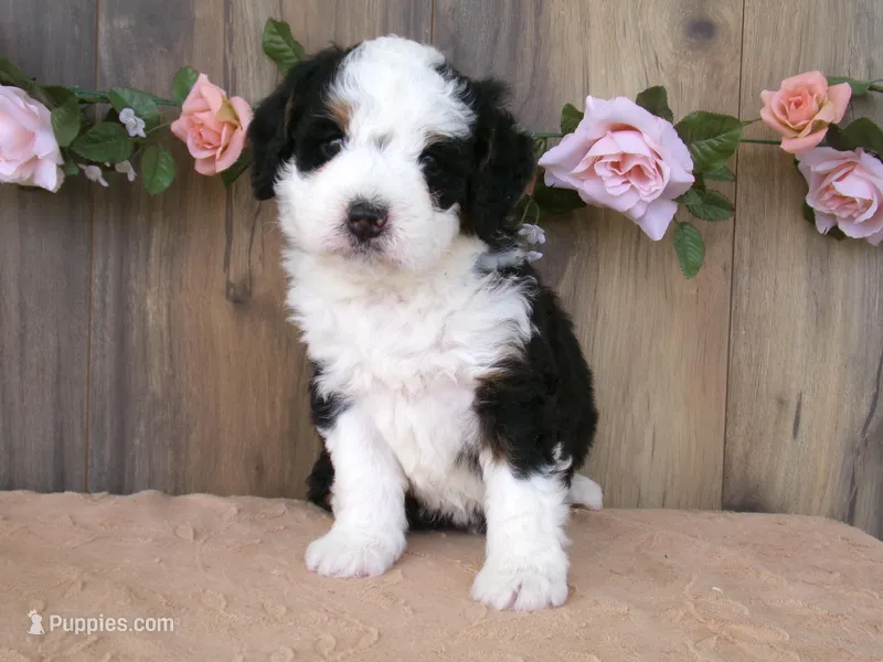 sara – Miniature Bernedoodle puppy on hold in Edon, OH