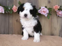 sara, a female Miniature Bernedoodle for sale in Edon, OH – 1 of 4