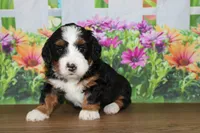 Mara, a female Miniature Bernedoodle for sale in Edon, OH – 4 of 6