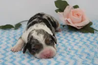Landon, a male Miniature Bernedoodle for sale in Edon, OH – 2 of 4