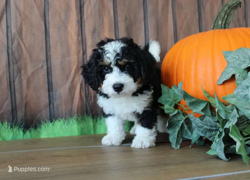 marshal – Miniature Bernedoodle puppy for sale in Edon, OH