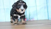 max, a male Miniature Bernedoodle for sale in Edon, OH – 2 of 6