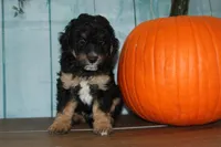 mike, a male Miniature Bernedoodle for sale in Edon, OH – 2 of 8