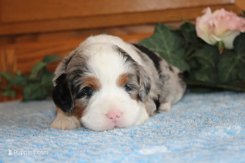 Dillion – Miniature Bernedoodle puppy for sale in Edon, OH