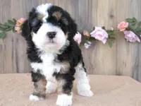 Bella, a female Miniature Bernedoodle for sale in Edon, OH – 1 of 5