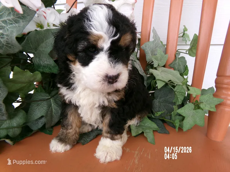 Bella – Miniature Bernedoodle puppy on hold in Edon, OH