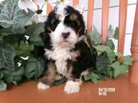 Bella, a female Miniature Bernedoodle for sale in Edon, OH – 3 of 5