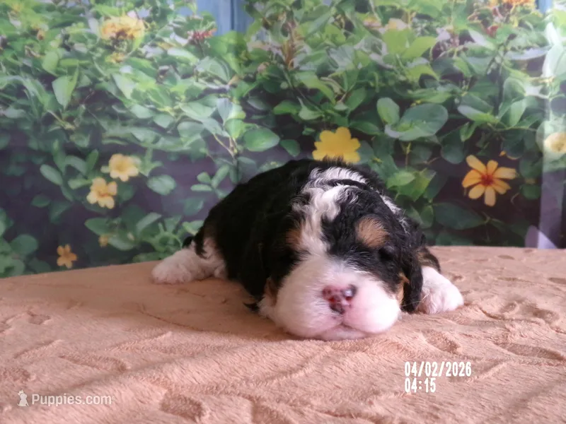 Bella – Miniature Bernedoodle puppy for sale in Edon, OH