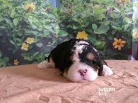 Bella, a female Miniature Bernedoodle for sale in Edon, OH – Photo 1 of 4