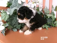 Bella, a female Miniature Bernedoodle for sale in Edon, OH – 4 of 5