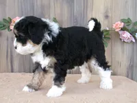 Bella, a female Miniature Bernedoodle for sale in Edon, OH – 2 of 5