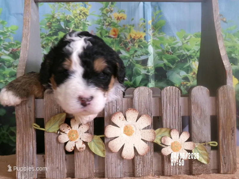 Bella – Miniature Bernedoodle puppy for sale in Edon, OH