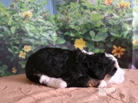 Bella, a female Miniature Bernedoodle for sale in Edon, OH – Photo 3 of 4