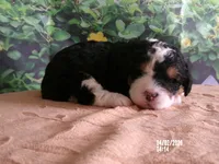 Bella, a female Miniature Bernedoodle for sale in Edon, OH – Photo 4 of 4