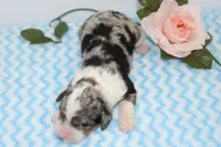 Landon, a male Miniature Bernedoodle for sale in Edon, OH – 3 of 4