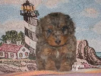 muffet is adopted, a female Miniature Bernedoodle for sale in Edon, OH – Photo 2 of 7
