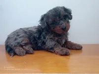 muffet is adopted, a female Miniature Bernedoodle for sale in Edon, OH – Photo 4 of 7