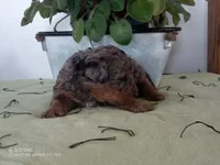 muffet is adopted, a female Miniature Bernedoodle for sale in Edon, OH – Photo 7 of 7