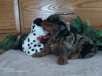 muffet is adopted, a female Miniature Bernedoodle for sale in Edon, OH – Photo 6 of 7