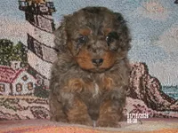muffet is adopted, a female Miniature Bernedoodle for sale in Edon, OH – Photo 1 of 7