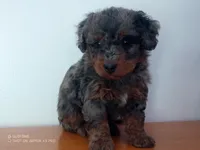 muffet is adopted, a female Miniature Bernedoodle for sale in Edon, OH – Photo 3 of 7