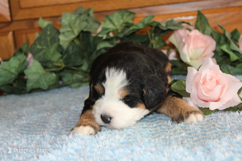 Jaylin – Miniature Bernedoodle puppy for sale in Edon, OH