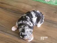 Jake, a male Miniature Bernedoodle for sale in Edon, OH – Photo 4 of 4