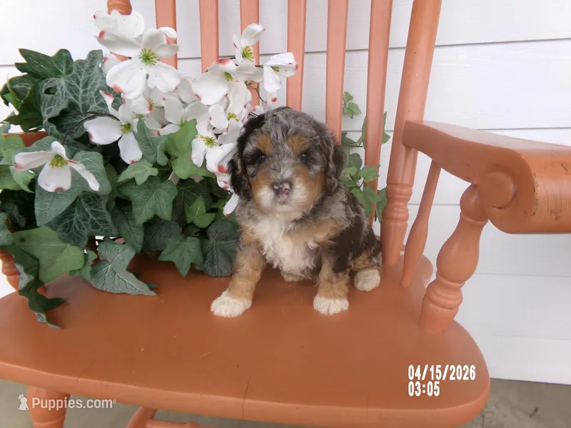 Jake – Miniature Bernedoodle puppy for sale in Edon, OH