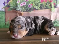 Jake, a male Miniature Bernedoodle for sale in Edon, OH – Photo 2 of 4