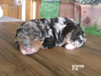 Jake, a male Miniature Bernedoodle for sale in Edon, OH – Photo 1 of 4