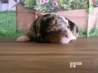 Jake, a male Miniature Bernedoodle for sale in Edon, OH – Photo 3 of 4