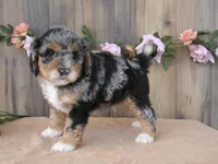 Jake, a male Miniature Bernedoodle for sale in Edon, OH – 4 of 6
