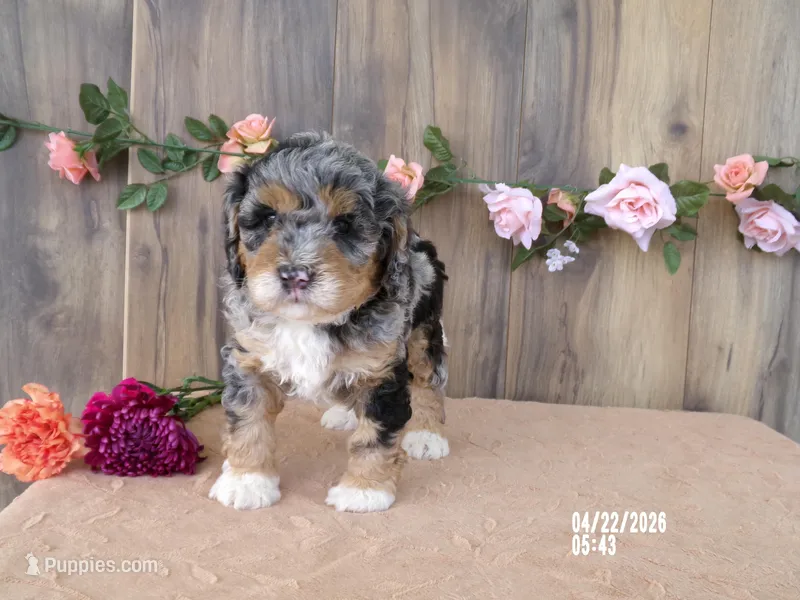 Jake – Miniature Bernedoodle puppy for sale in Edon, OH