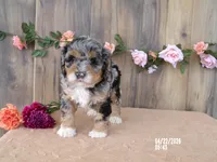 Jake, a male Miniature Bernedoodle for sale in Edon, OH – 1 of 6